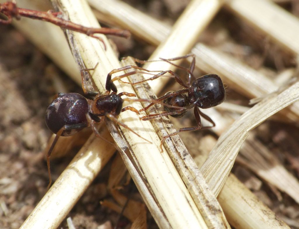 Zodarion sp. con preda (Messor wasmanni)